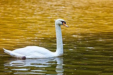 《战国王朝》新更新《稻米与人》公布 种田系统即将上线